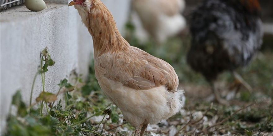 'Yeşil Yumurtlayan Tavuk' Karaborsa Oldu