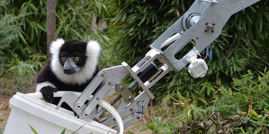 Göktürk'lerin Robotu Lemurları Besledi