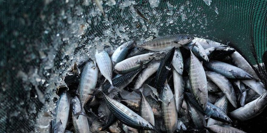 Balık Fiyatları Yükselişe Geçti