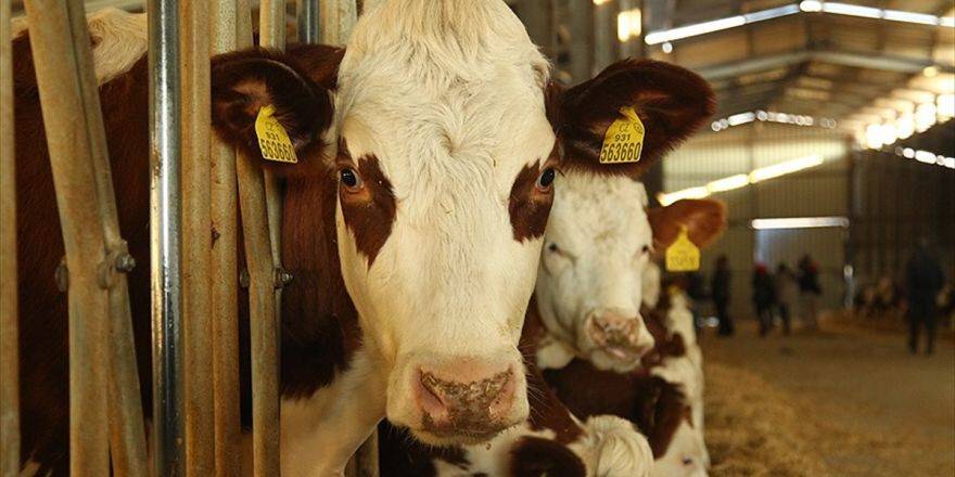 Tüberküloza Dirençli Büyükbaş Hayvan Klonlandı
