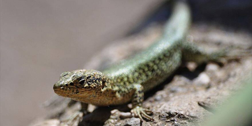 Karnında Canlı Embriyo Taşıyan "Sunturlu-kafalı Kertenkele" Fosili Keşfedildi