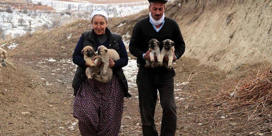 Köyde Aç Kalan 'Yavru Köpekler' İçin 1 Ton Mama