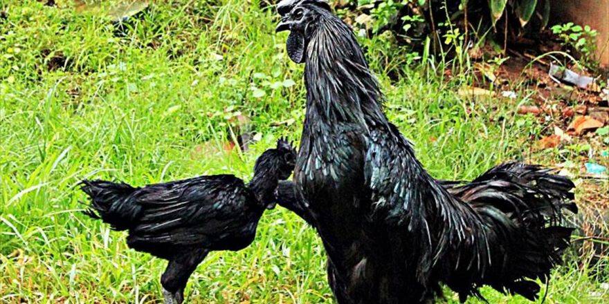 Endonezya'nın Siyah Tavuğu 'Altın Yumurtluyor'