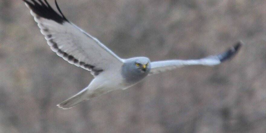 İlk kez Konya'da görüntülendi