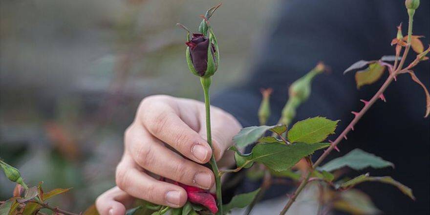 Halfeti'nin 'Karagül'ü Serada Üretilecek