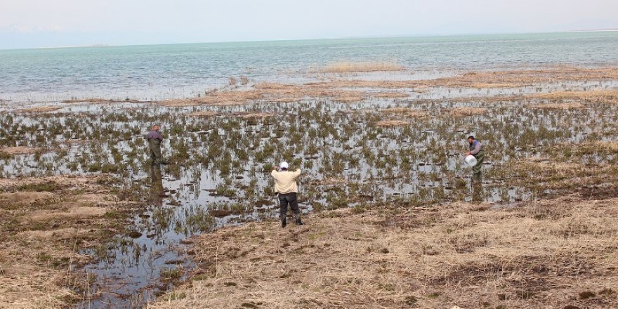 Beyşehir’de haşereyle larva döneminde mücadele ediliyor