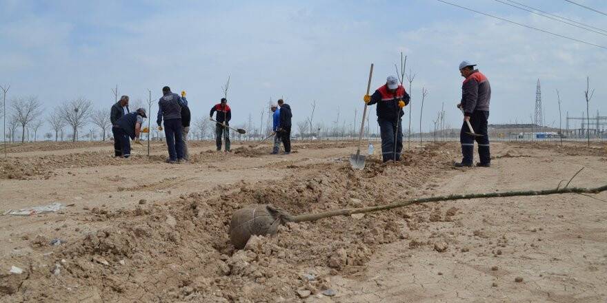 Karatay'da fidanlar dikildi