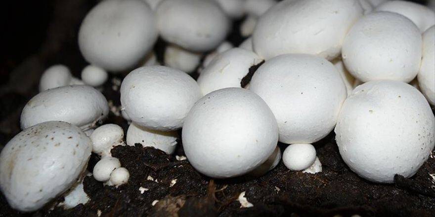 Mantar Dna'sında Yeni Antibiyotik Üretim Potansiyeli Keşfedildi