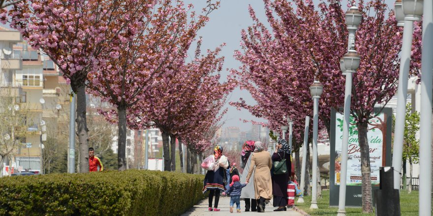 Sakuralar Şehre Renk Katıyor