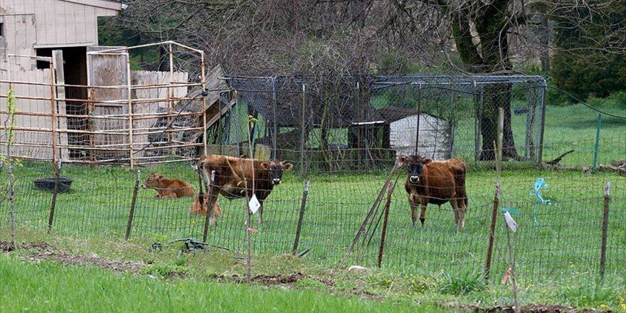 Fetö'den "Amiş Ürünleri" İstismarı