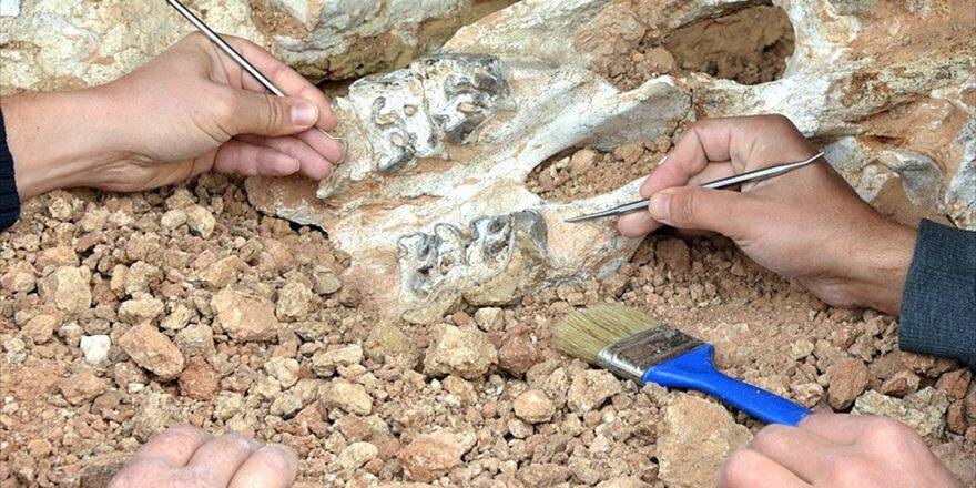 'Son Afrika Dinozoru'nun Fosili Bulundu