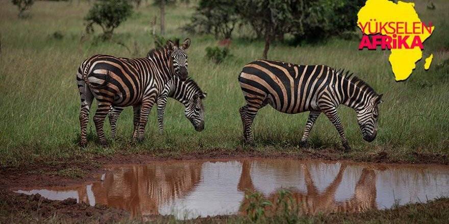 Doğa, vahşi yaşam ve adrenalin: Akagera Milli Parkı