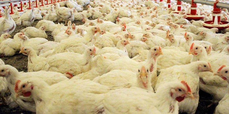 Etlik Piliçler, Gönül Rahatlığıyla Tüketebilir