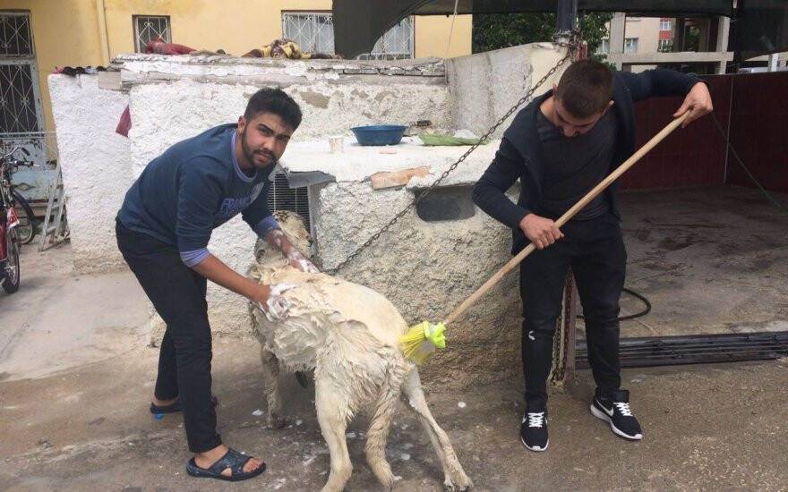 tentenin köpeğinin cinsi
