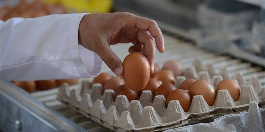 Avrupa'nın Yumurta Krizi Büyüyor
