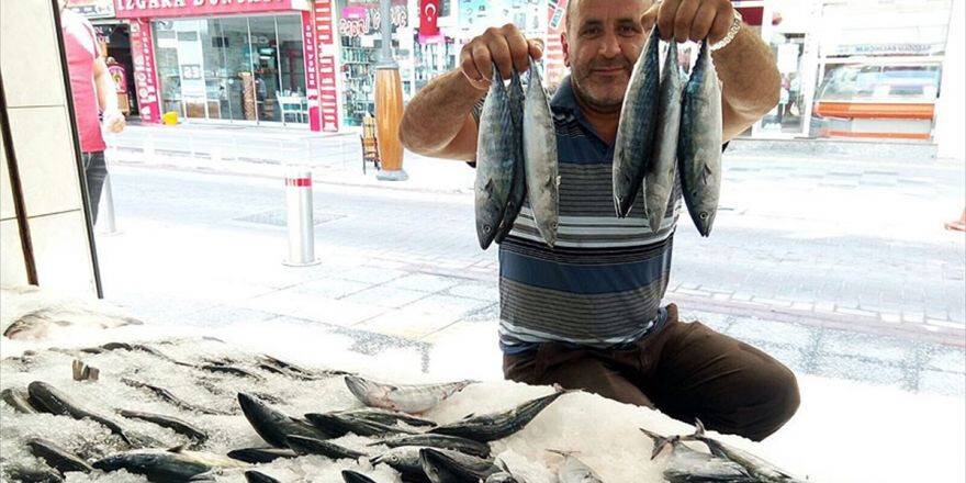Sezonun İlk Palamutları Tezgahlardaki Yerini Aldı