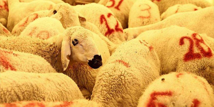 'Et Verimi İçin Kurbanlıklar Stresten Korunmalı'