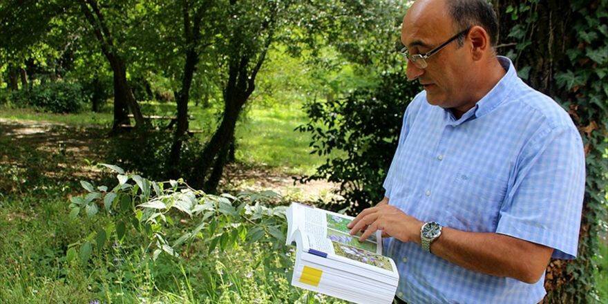 Kentleşmeyle Endemik Bitkiler Yerini 'İstilacı'ya Bıraktı