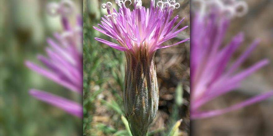 Dünyanın En Kurak Çölü Atacama Çiçek Açtı