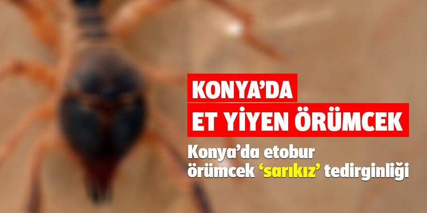 Konya’da etobur örümcek ‘sarıkız’ tedirginliği