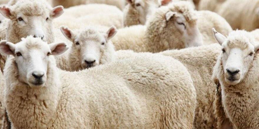 Kurban ne zaman kesilir? Kurbanla ilgili bilinmesi gerekenler!