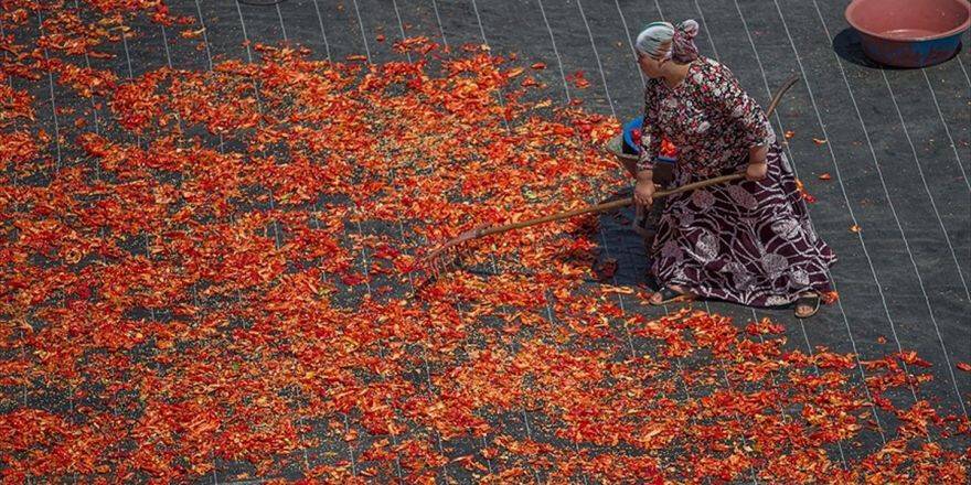 Şanlıurfalı Kadınların 'Acıyla İmtihanı'