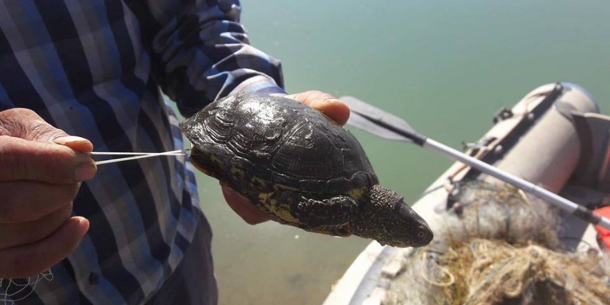 Balıkçı ağlarına av olan su kaplumbağaları kurtarıldı