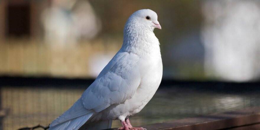 Hapishaneye Uyuşturucu Sokmak İçin Güvercin Kullandılar