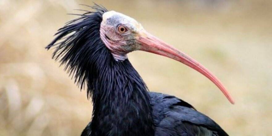 Kelaynaklara Yeni Yuva Arayışı