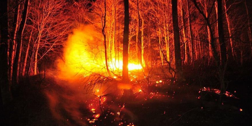 Kütahya'daki Orman Yangını