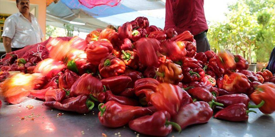 Gastronomi Şehrinin Kadınları 'Salça' Telaşında