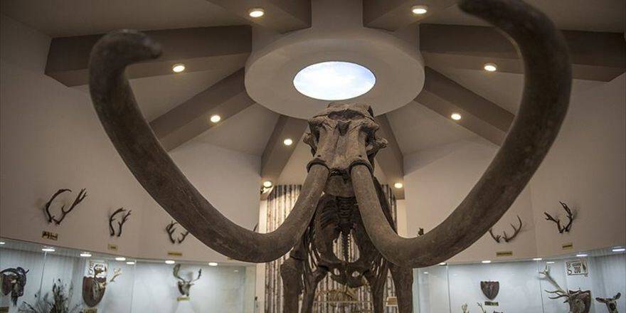 Gaziantep Zooloji Ve Doğa Müzesine İlgi
