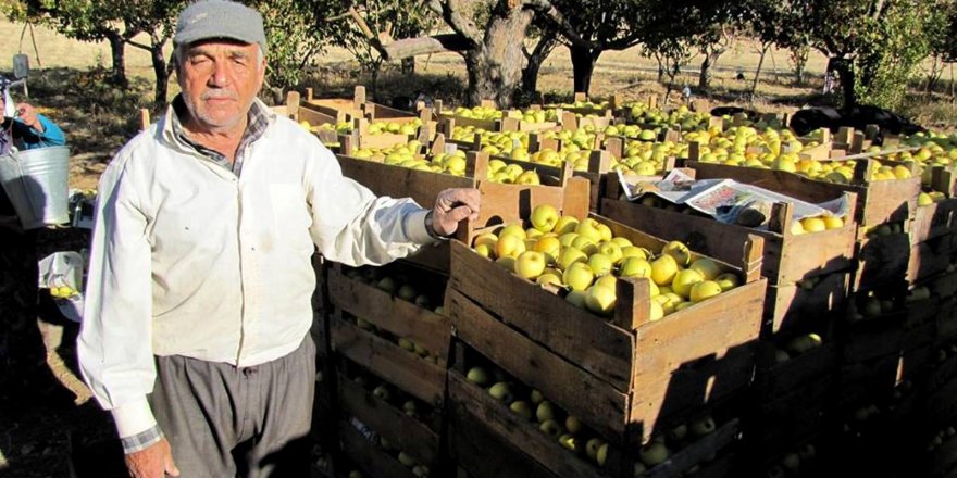 Seydişehir'de 600 Ton Elma Üretildi