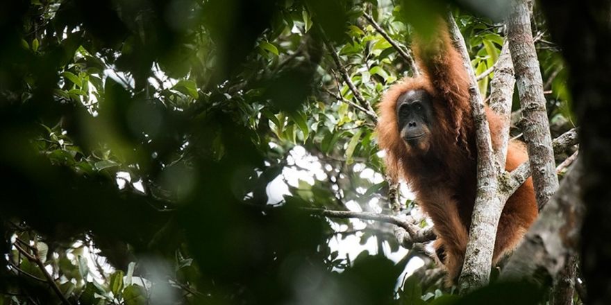 Endonezya'da Yeni Maymun Türü Keşfedildi