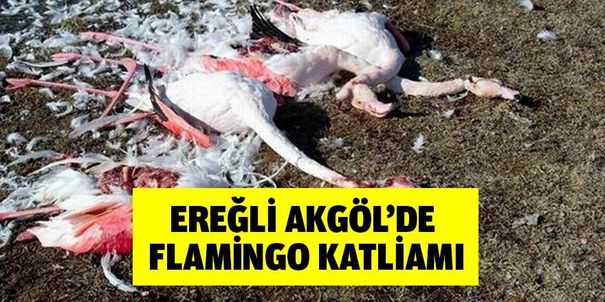 Ereğli Akgöl'de flamingo katliamı