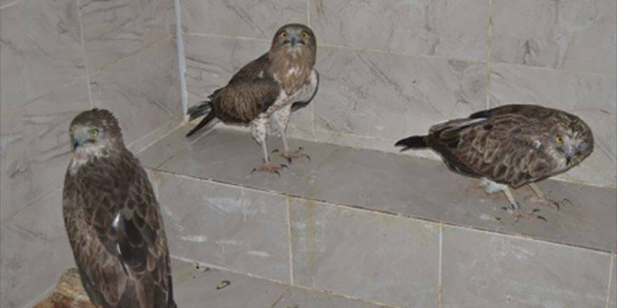 Tedavi Edilen Kartallar Doğaya Bırakıldı