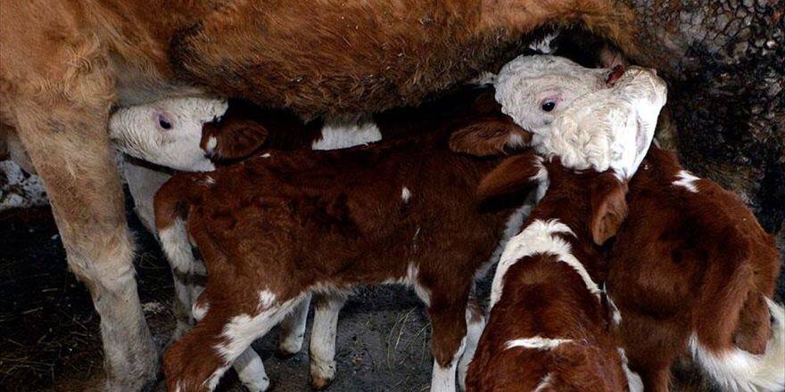 'Yılda Yaklaşık 750 Bin Buzağı Ölüyor'