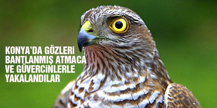 Konya’da gözleri bantlanmış atmaca ve güvercinler bulundu