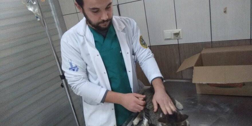 Yaralı Kediye Belediye Sahip Çıktı