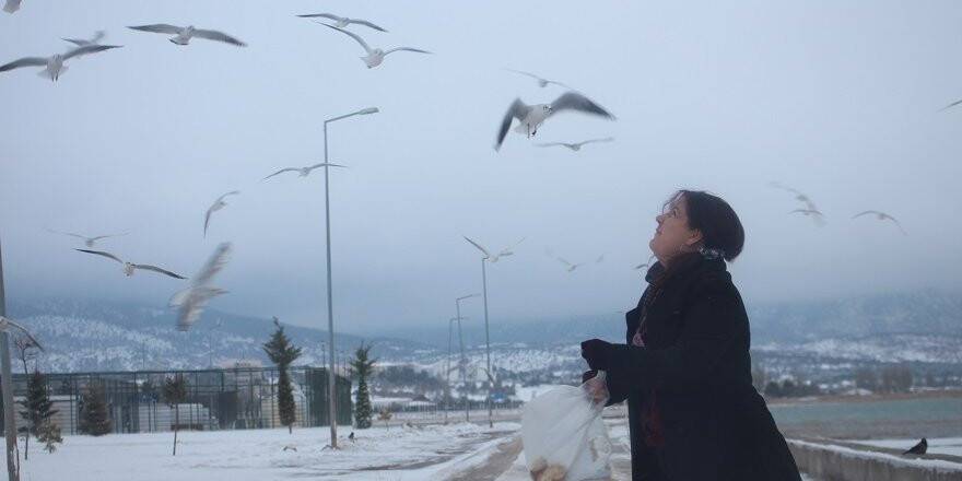 Beyşehir'de Martıların "Ekmek" Mücadelesi