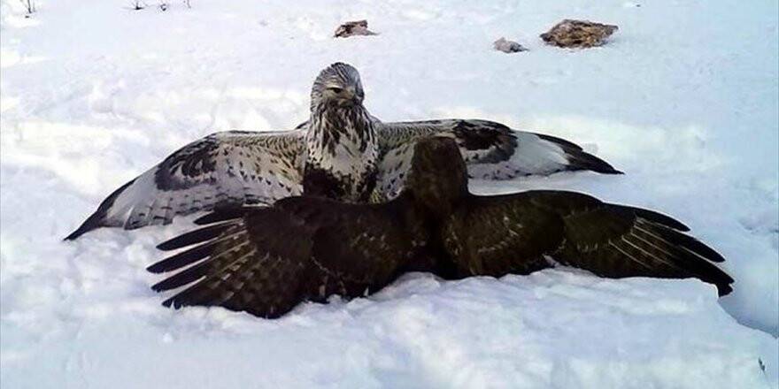 Yabani Hayvanların Yiyecek Çilesi Fotokapana Yansıdı