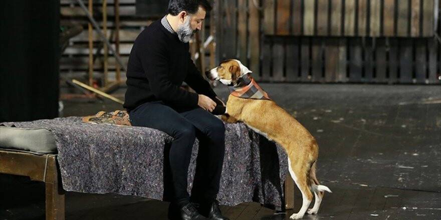 Barınaktan Çıkan 'Boncuk' Sahnenin Tozunu Attırıyor