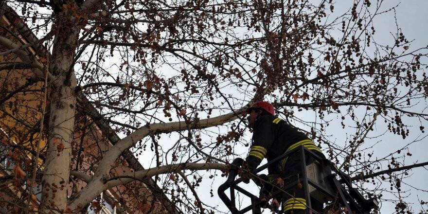 Ağaca Çıkan Sansar İtfaiyeye Zor Anlar Yaşattı
