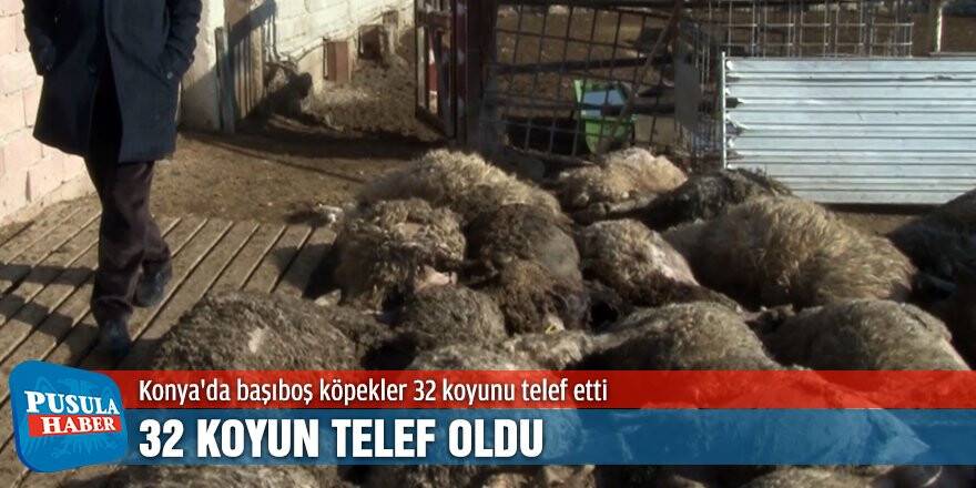Konya'da başıboş köpekler, girdikleri ahırdaki 32 koyunu telef etti.