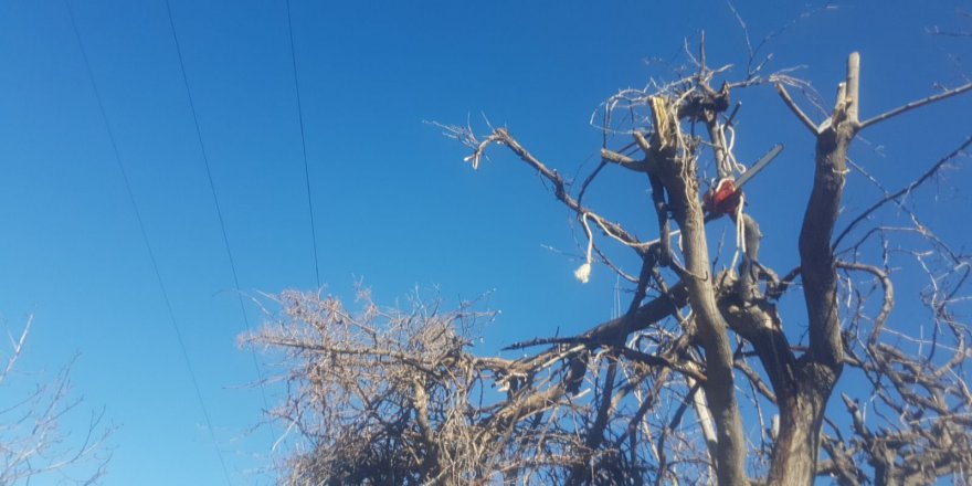 İmam, ağaç budarken elektrik akımına kapılıp öldü