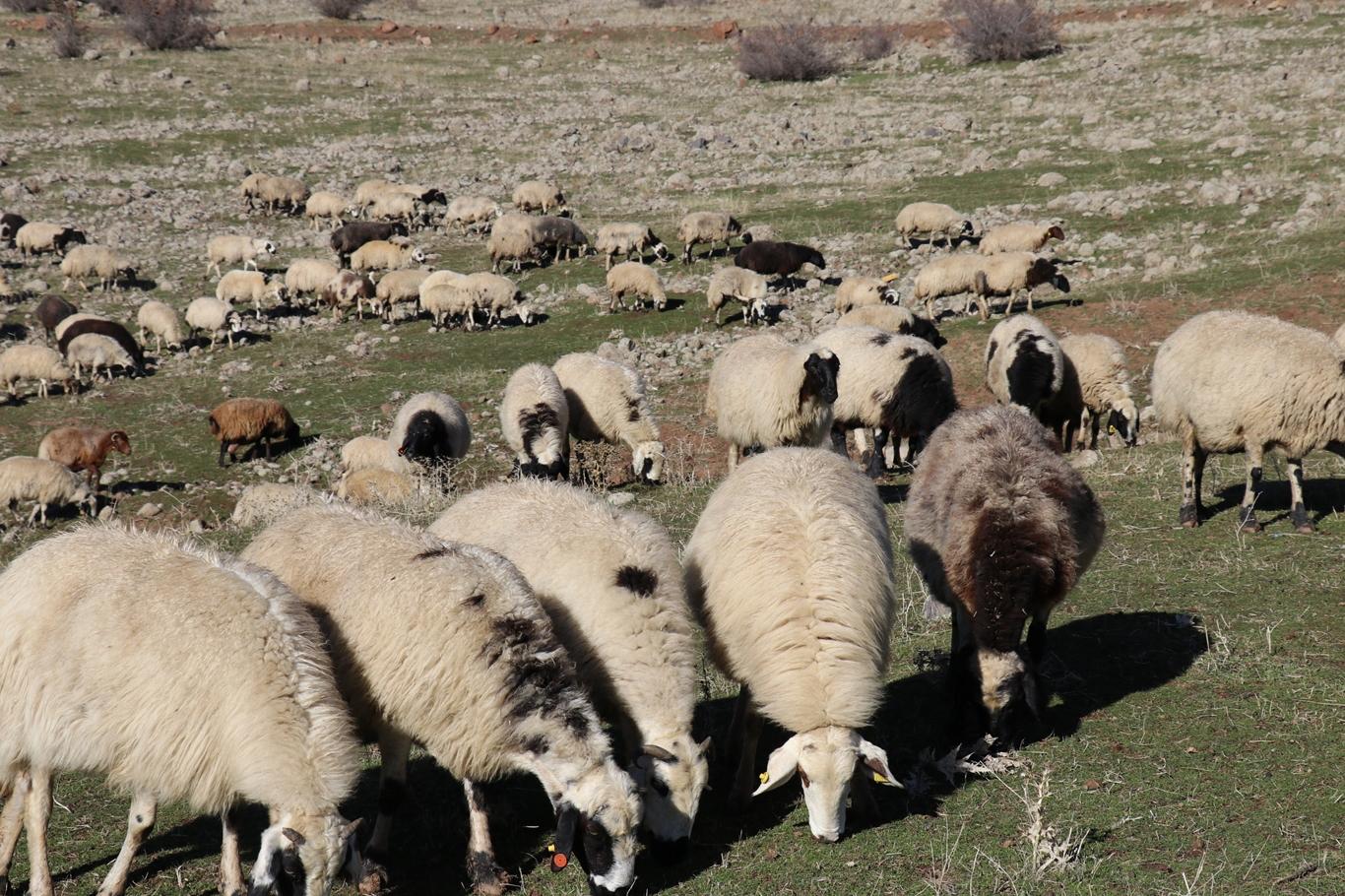 “300 koyun ve asgari ücret köyleri canlandırır” 