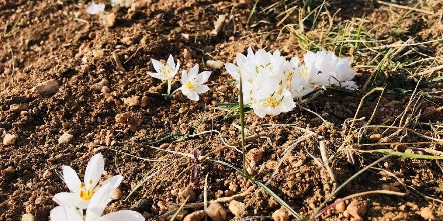 Konya'da baharın müjdecisi çiğdemler açtı