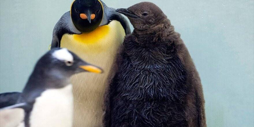 Küresel Isınma Kral Penguenleri De Tehdit Ediyor