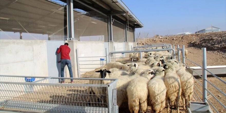 31 Bin Genç Çiftçiye Hibe Desteği