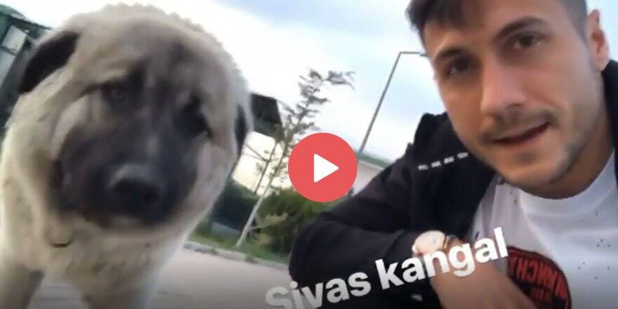 Adis, Anadolu aslanına hayran kaldı (Video Haber)